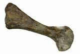 Fossil Thescelosaurus Metatarsal - Montana #176535-1